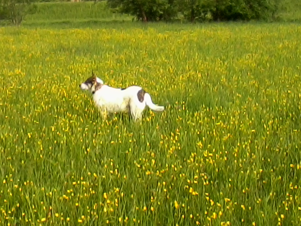 Blumenkind.jpg (1280 x 960)